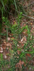 Ozothamnus diosmifolius