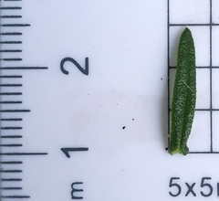 Ozothamnus diosmifolius