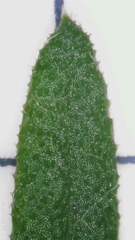 Ozothamnus diosmifolius