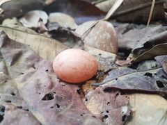 Nyctidromus albicollis