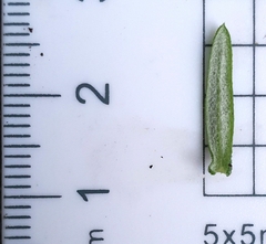 Ozothamnus diosmifolius