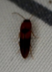 Ampedus areolatus