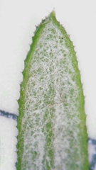 Ozothamnus diosmifolius