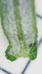 Ozothamnus diosmifolius