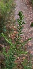 Ozothamnus diosmifolius