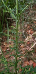 Ozothamnus diosmifolius