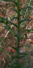Ozothamnus diosmifolius