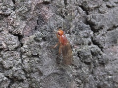 Dryomyza