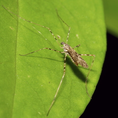 Amphineurus hudsoni