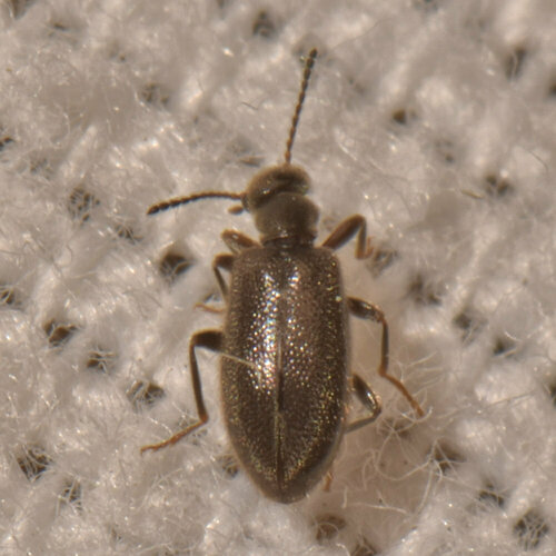 Vanonus piceus