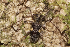 Hybolasius sticticus