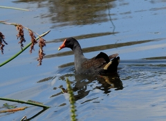 Gallinula tenebrosa