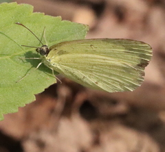 Eurema hecabe