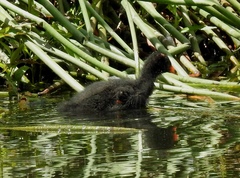 Gallinula tenebrosa