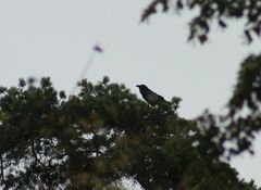 Corvus corax