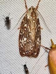 Euchaetis metallota