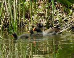 Gallinula tenebrosa