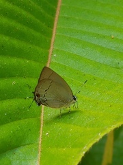 Theclopsis lydus