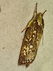 Euchaetis metallota