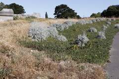 Carpobrotus edulis edulis