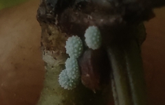 Surendra quercetorum