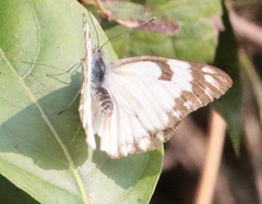Belenois aurota