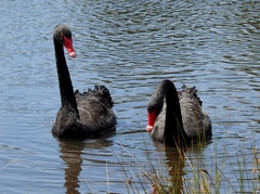 Cygnus atratus