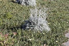 Carpobrotus edulis edulis