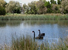Cygnus atratus