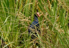Porphyrio melanotus melanotus