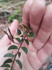 Acacia hispidula