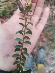 Acacia hispidula