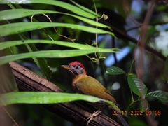 Picus vittatus