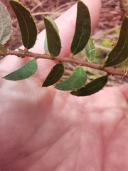 Acacia hispidula