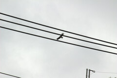 Ictinaetus malaiensis