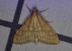 Paracorsia repandalis