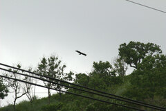 Ictinaetus malaiensis