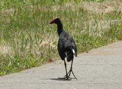 Porphyrio melanotus melanotus
