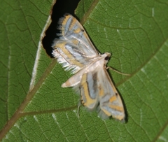 Eoophyla