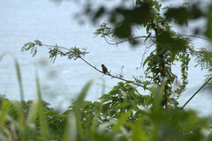 Spizixos semitorques