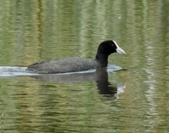 Fulica atra
