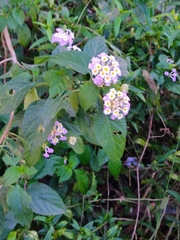 Lantana trifolia