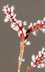Persicaria madagascariensis