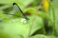 Psolodesmus mandarinus dorothea