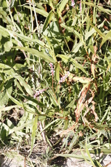 Persicaria madagascariensis