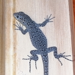 Liolaemus tenuis