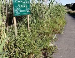 Persicaria madagascariensis