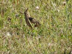 Coryphistera alaudina