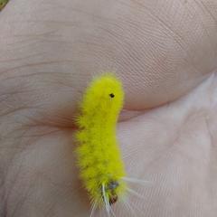 Lophocampa