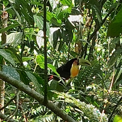 Ramphastos dicolorus